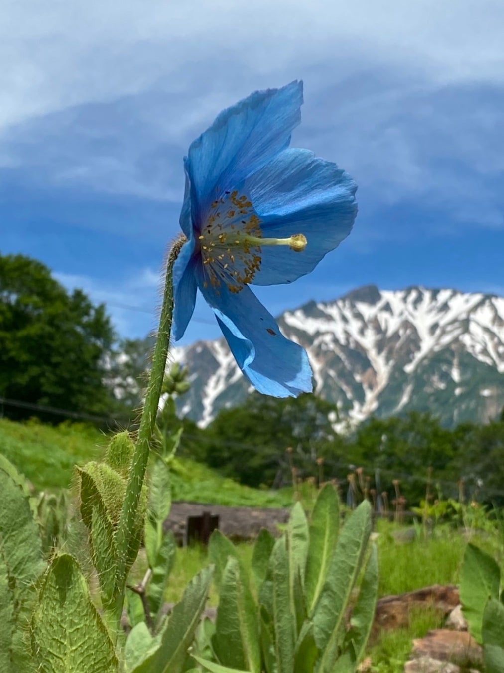 絶景北アルプス ヒマラヤの青いケシ 第一号開花 22年7月1日 金 31日 日 青い ケシ展 コマクサ展 同時開催 株式会社五竜のプレスリリース 絶景北アルプス ヒマラヤの青いケシ 第一号開花 22年7月1日 金 31日 日 青い ケシ展 コマクサ展 同時開催 株式会社五竜のプレスリリース