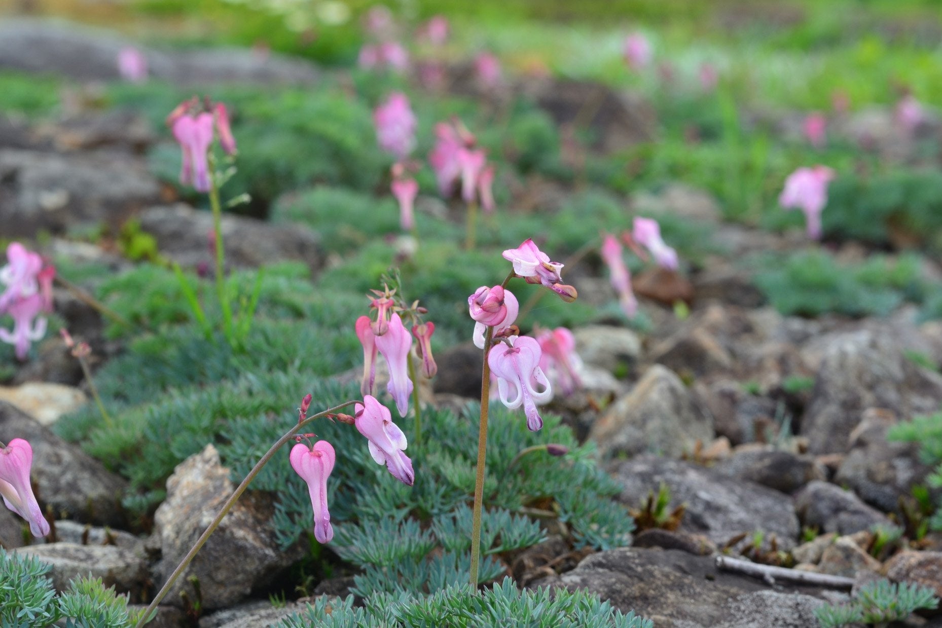 遊歩道両脇に群生するコマクサ。8月上旬まで次々と開花します。