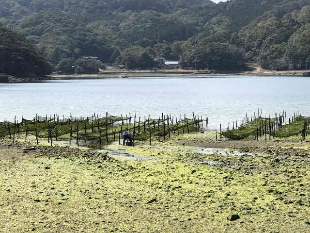 長崎県・新上五島町 特産品ECサイト・シマリエから春のごっつ