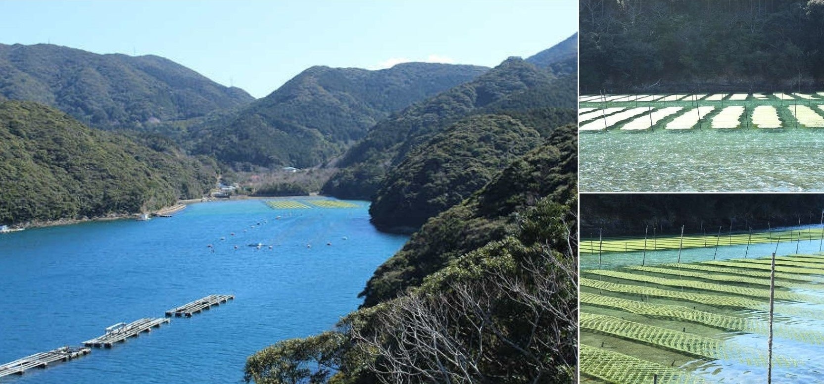 若松瀬戸の養殖場
