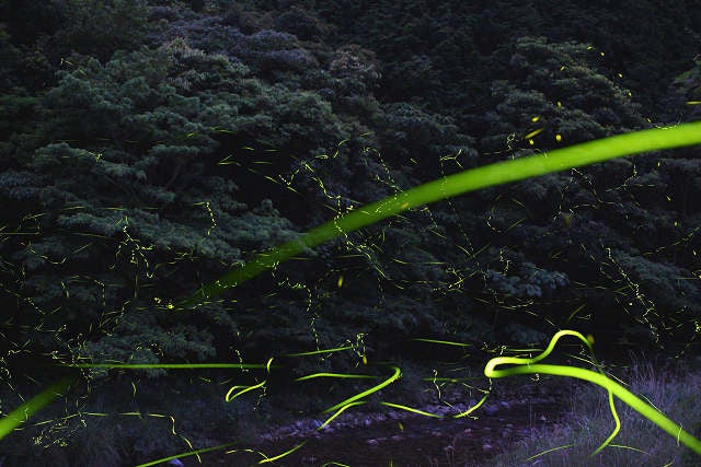 長崎県・新上五島町 ホタルの季節到来〜この時期だけの幻想的な風景を