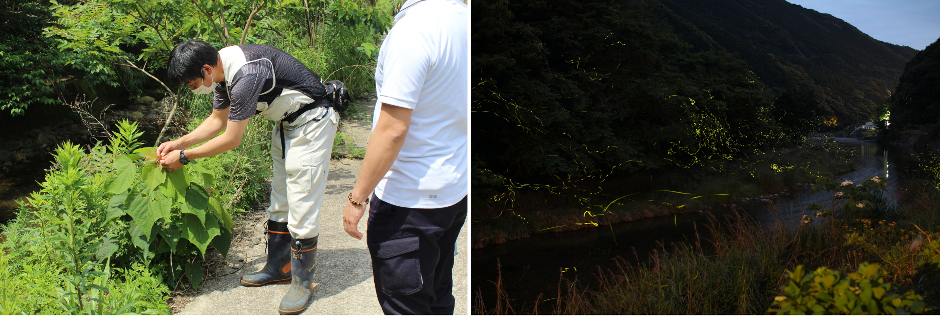 長崎県・新上五島町 ホタルの季節到来〜この時期だけの幻想的な風景を