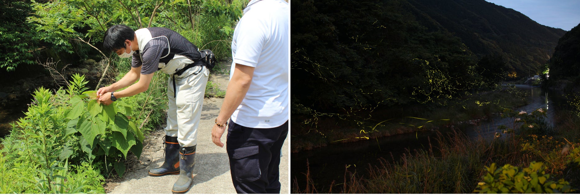 長崎県・新上五島町 ホタルの季節到来〜この時期だけの幻想的な風景を 長崎県・新上五島町 ホタルの季節到来〜この時期だけの幻想的な風景を