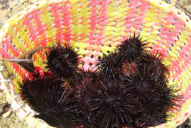 島のお母さんたちが採ったうに