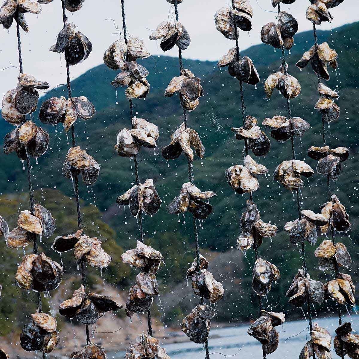 耳吊りされた岩牡蠣