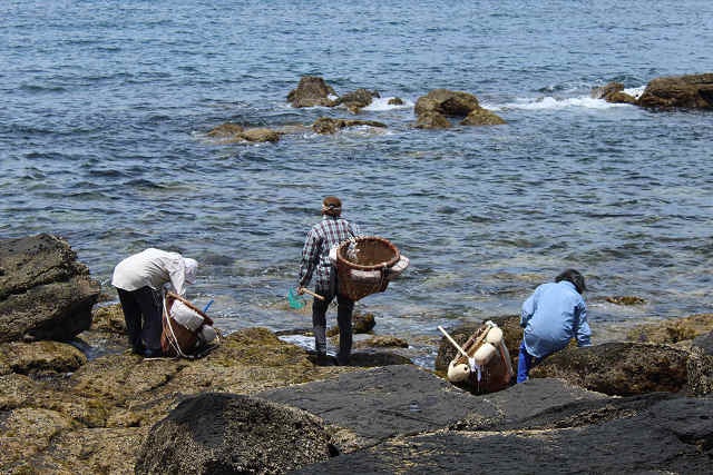 初夏の風物詩ーうに漁
