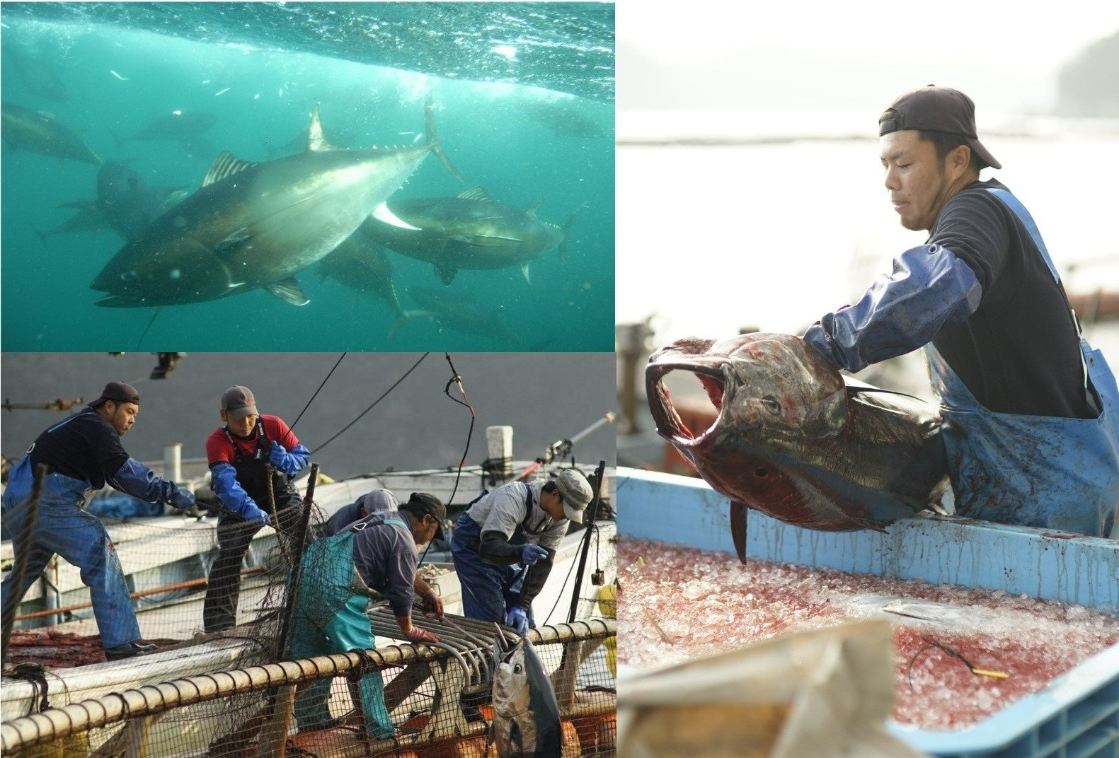 上五島の生マグロの育つ若松瀬戸は西海国立公園に指定されており、外洋からのきれいな海水が通り抜けてるので、非常に透明度が高く養殖に最適。