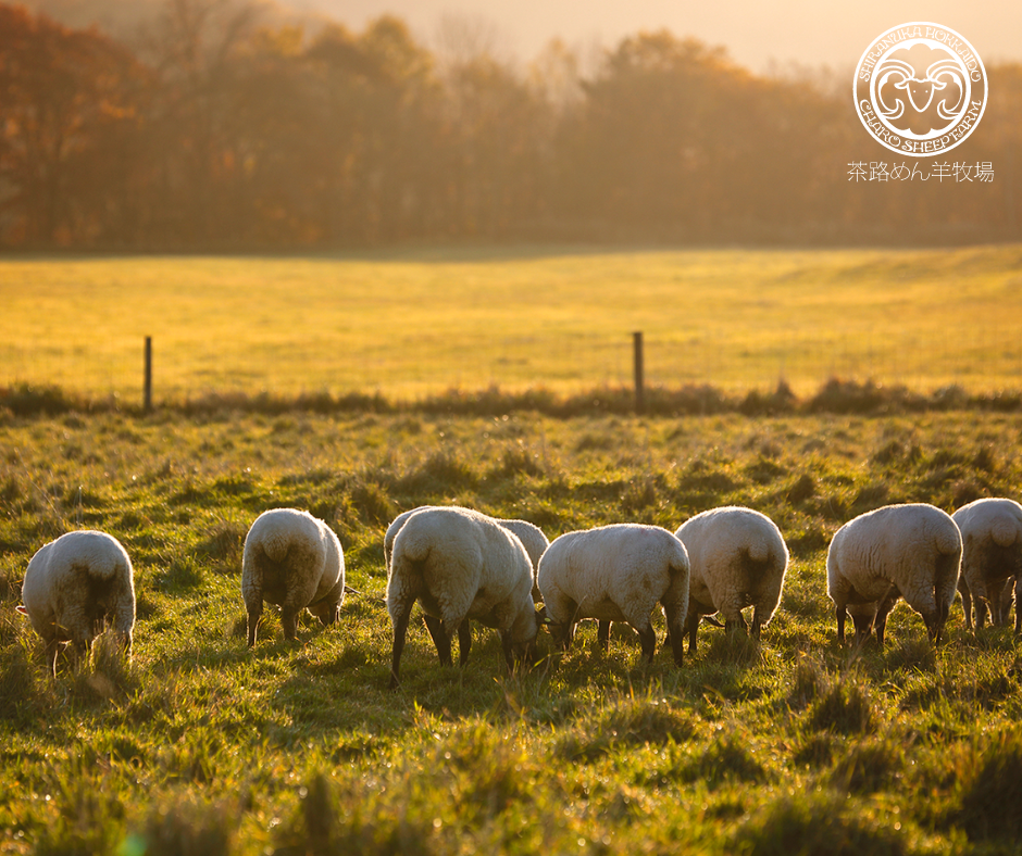 茶路めん羊牧場の風景