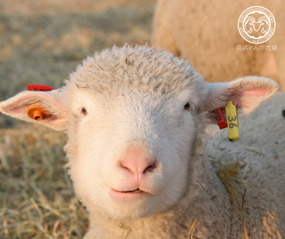 愛情たっぷり注がれ育つ仔羊たち