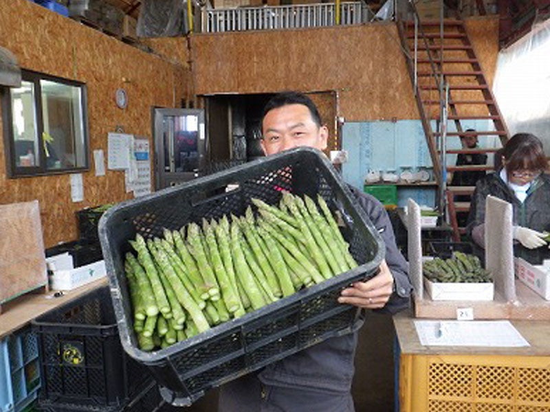 立派なアスパラ！去年の様子