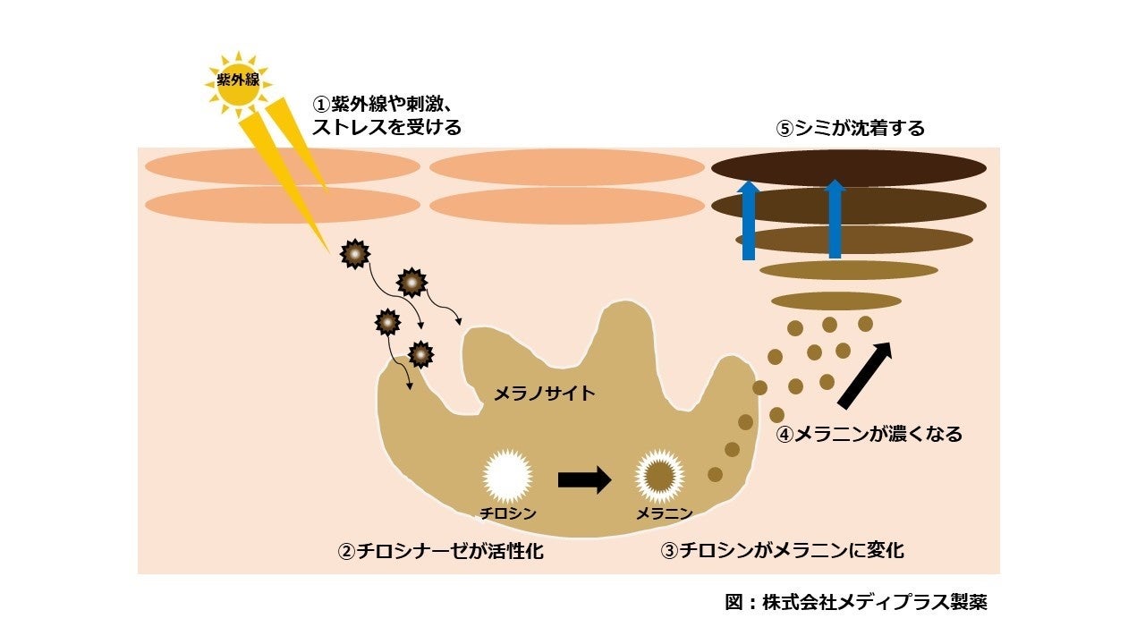 シミ（メラニン）産生メカニズム図