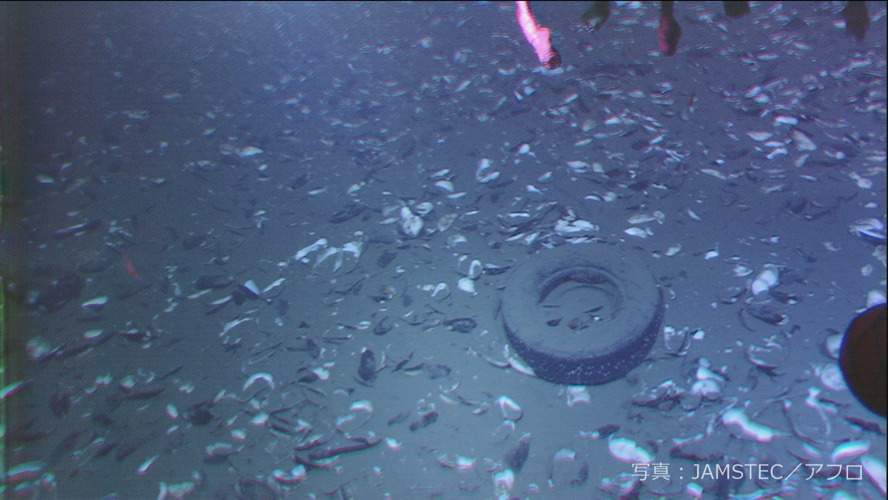 相模湾 初島沖の海底ゴミ（タイヤ）