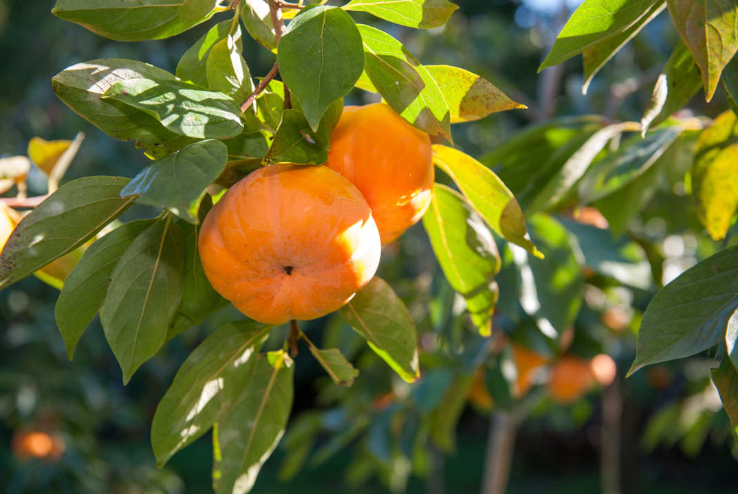 伊勢市の天然記念物「蓮台寺柿」