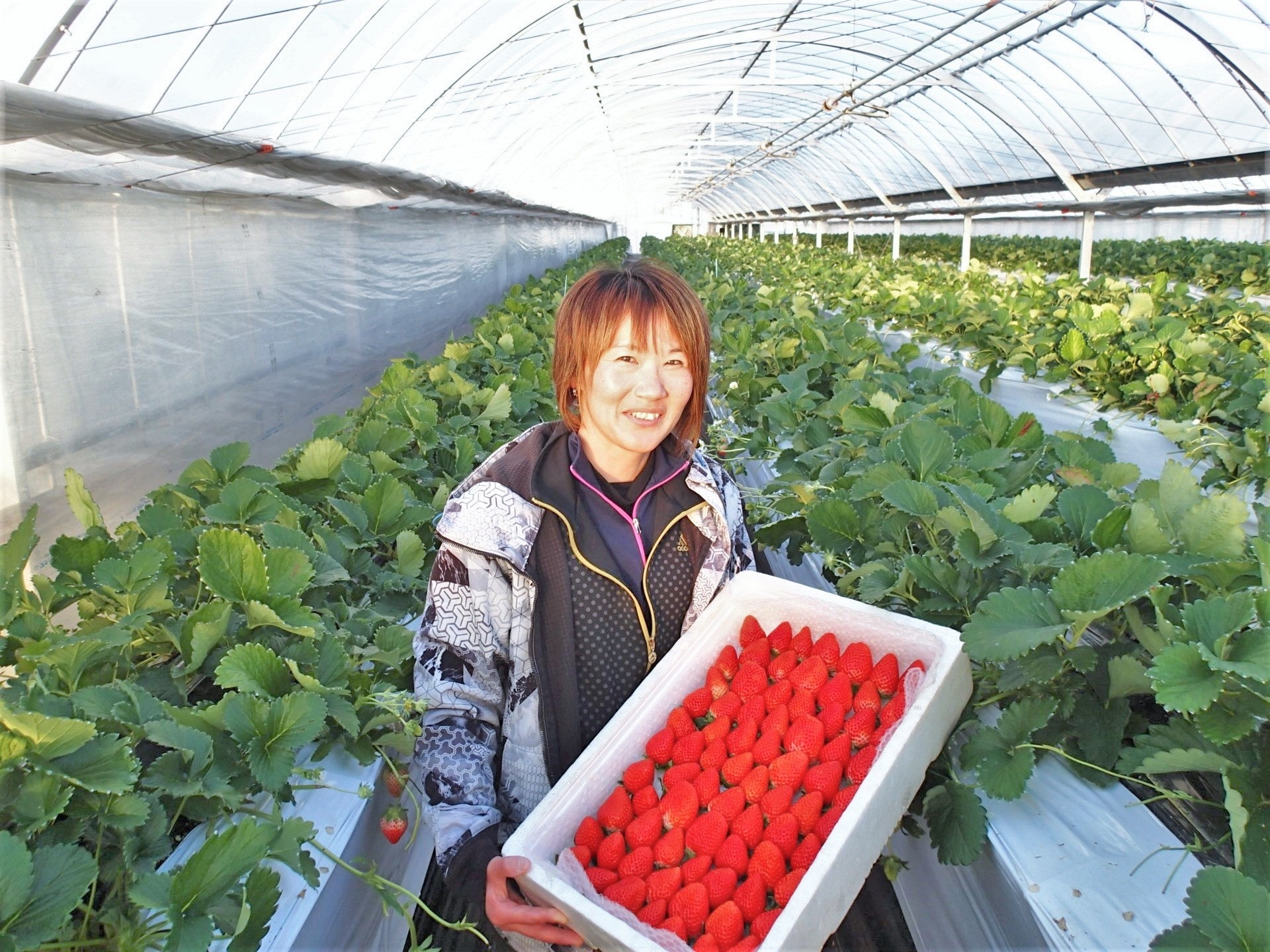 いちご農家　東　江里（あずま　えり）さん
