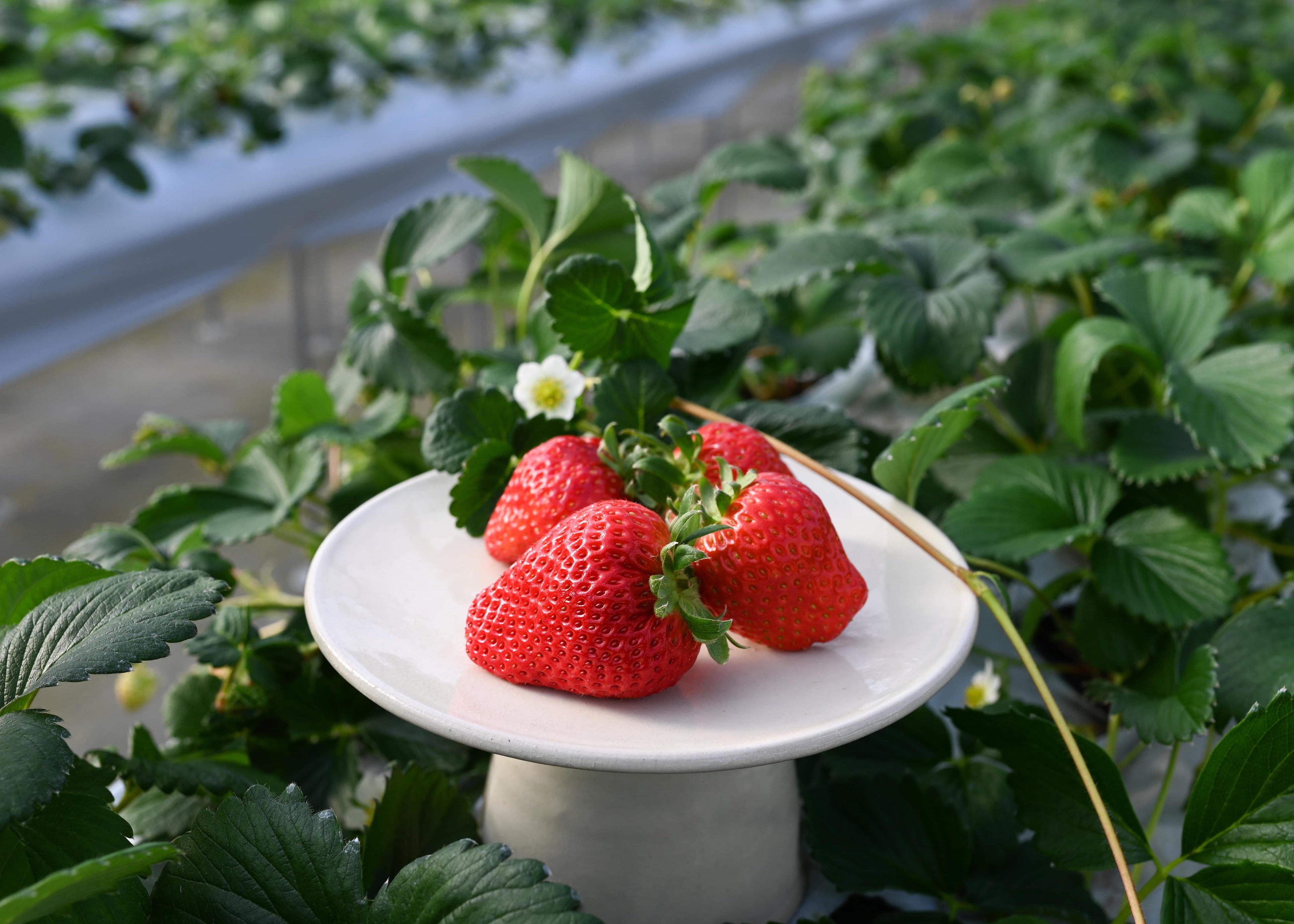 入賞した紅ほっぺ。