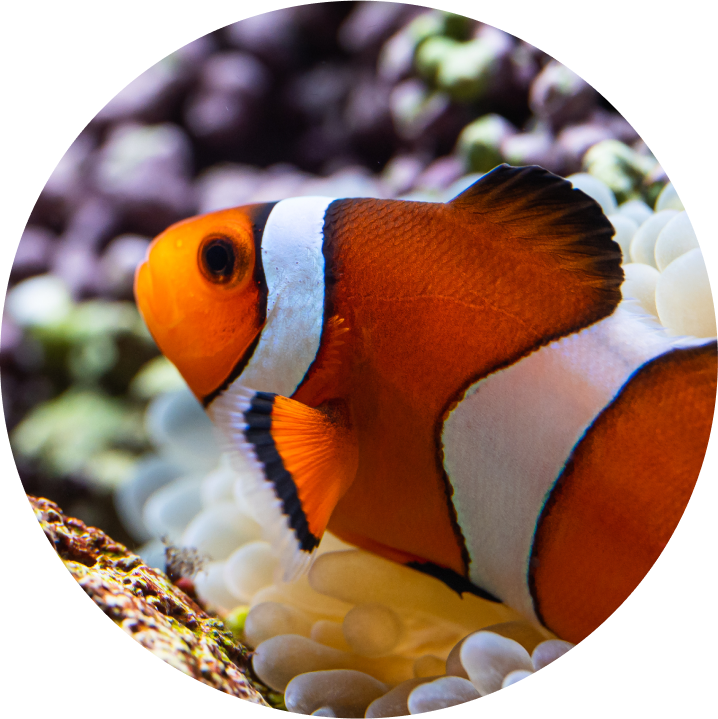 カクレクマノミ【かさ  PIXTA(ピクスタ)】