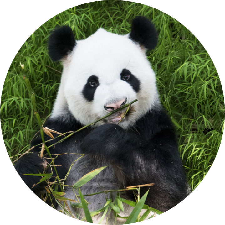 ジャイアントパンダ【photolibrary】