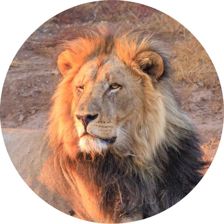 ライオン【JIRI  PIXTA(ピクスタ)】