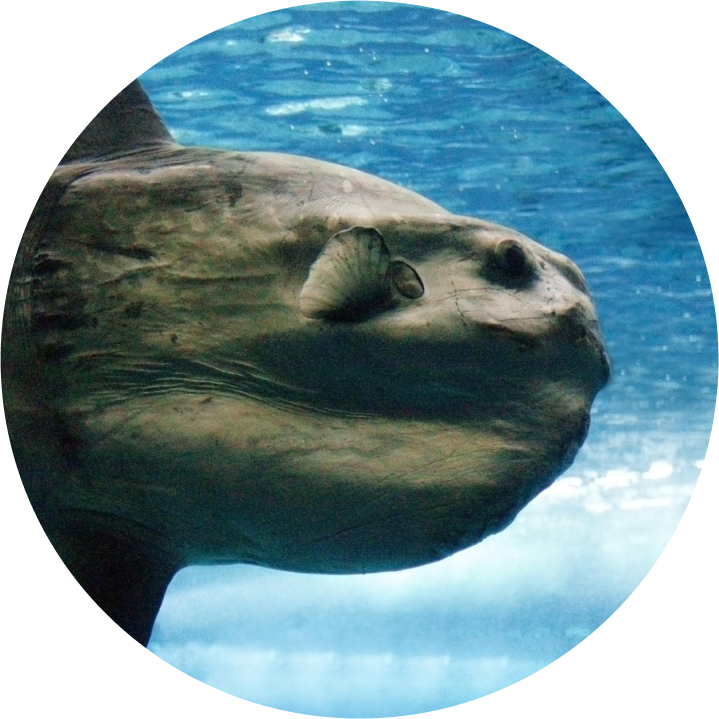 マンボウ【slowmotiongli】