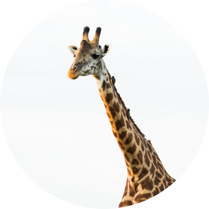 キリン【OrangeMoon  PIXTA(ピクスタ)】