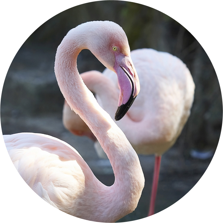 オオフラミンゴ【TPG  PIXTA(ピクスタ)】