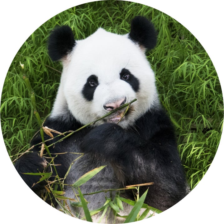 開業1周年を記念したバージョンアップに向け 出合いたい生き物no 1 を決めた ずかん ミュージアム銀座で見たい生き物リクエストキャンペーン 結果発表 ずかんミュージアム有限責任事業組合のプレスリリース 開業1周年を記念したバージョンアップに向け 出合いたい生き物no 1 を決めた ずかん ミュージアム銀座で見たい生き物リクエストキャンペーン 結果発表 ずかんミュージアム有限責任事業組合のプレスリリース