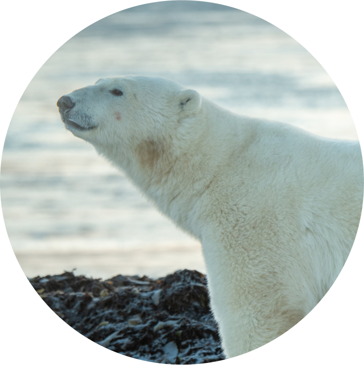 ホッキョクグマ【ndp  PIXTA(ピクスタ)】