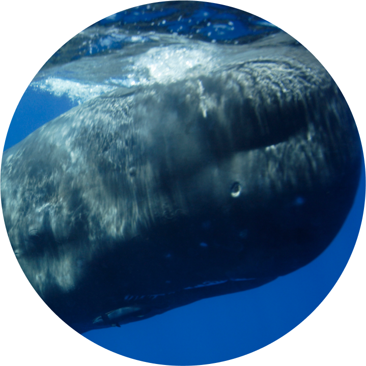 マッコウクジラ【スフィア  PIXTA(ピクスタ)】