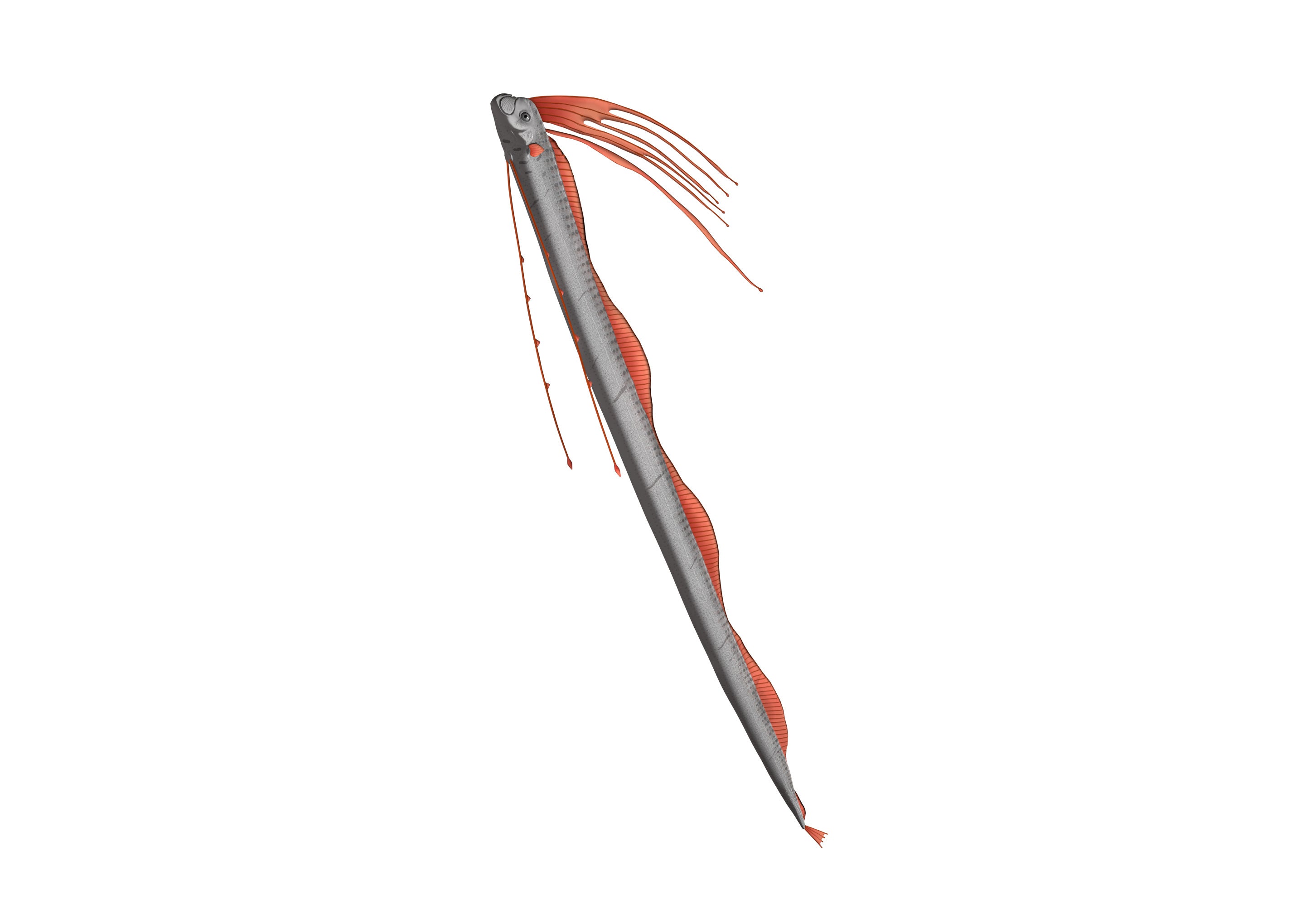 リュウグウノツカイ