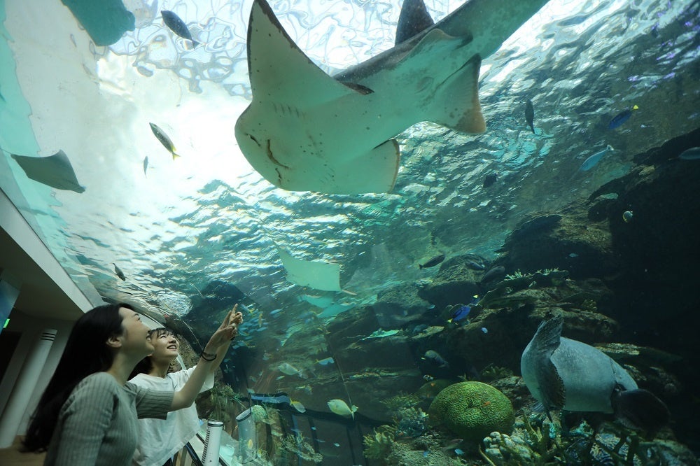 早朝の陽ざしが降りそそぐ「サンゴ礁大水槽」