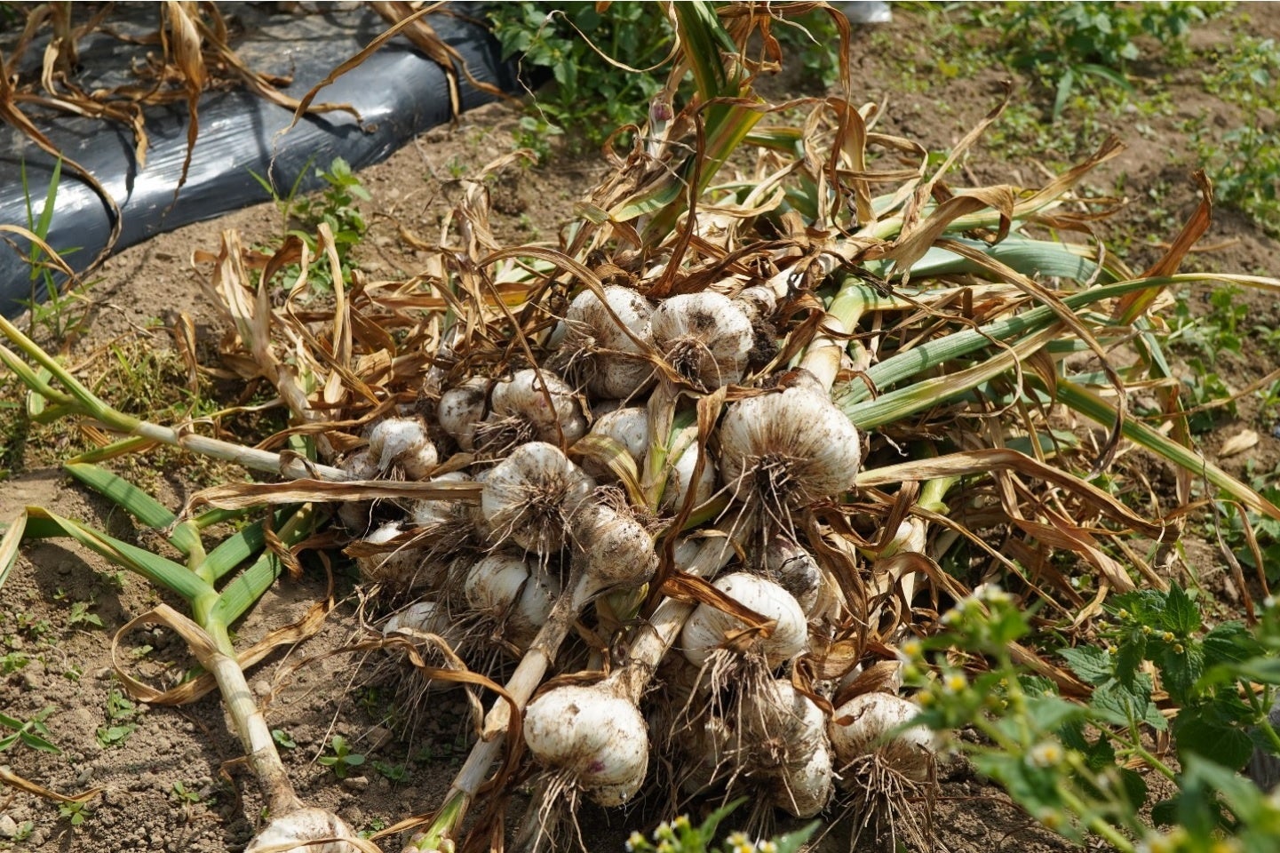 収穫したにんにく