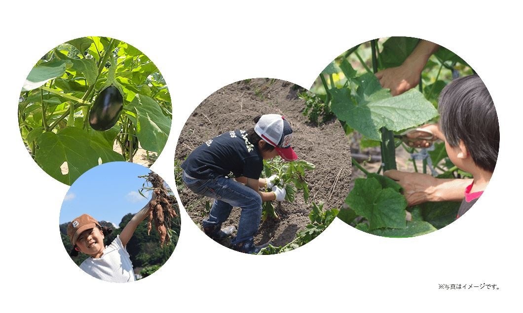 収穫体験イメージ