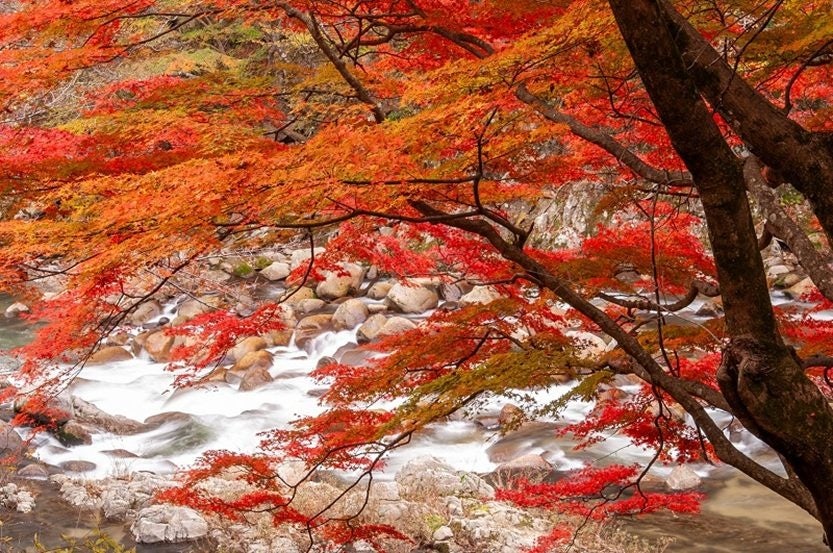 短い秋を満喫しよう！紅葉について大調査！【1000人アンケート