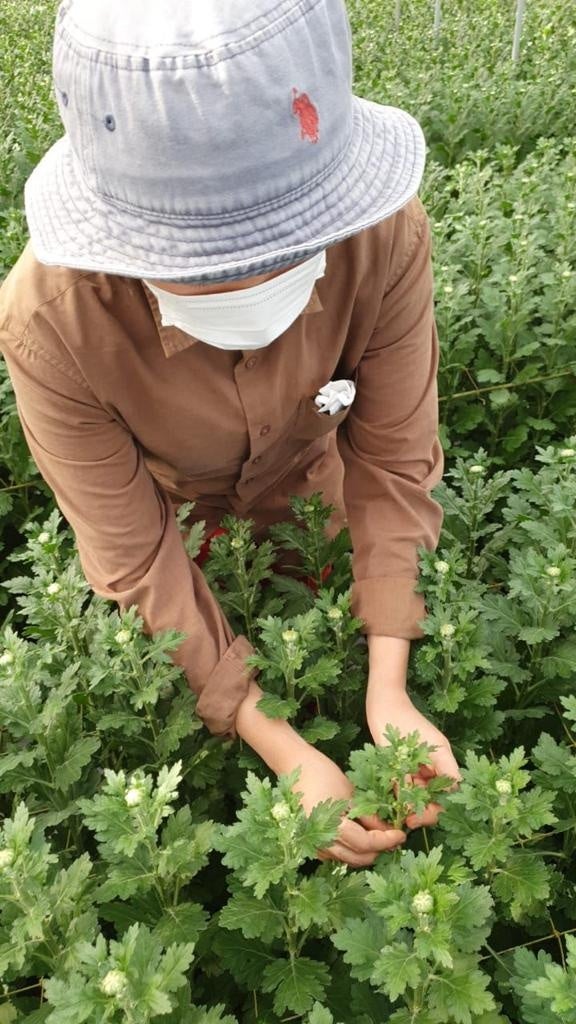 農業従事するインドネシア人実習生