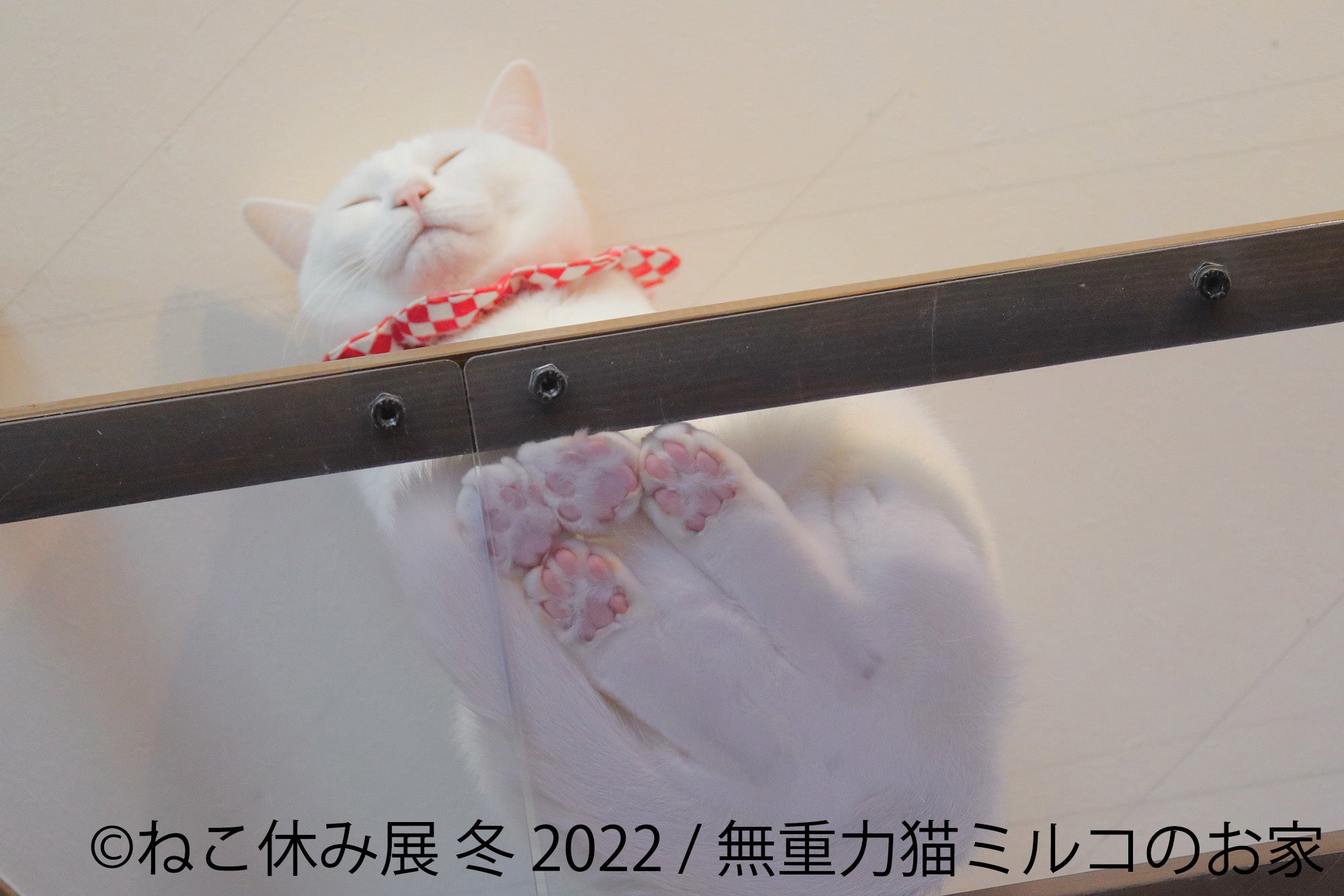 無重力猫ミルコ