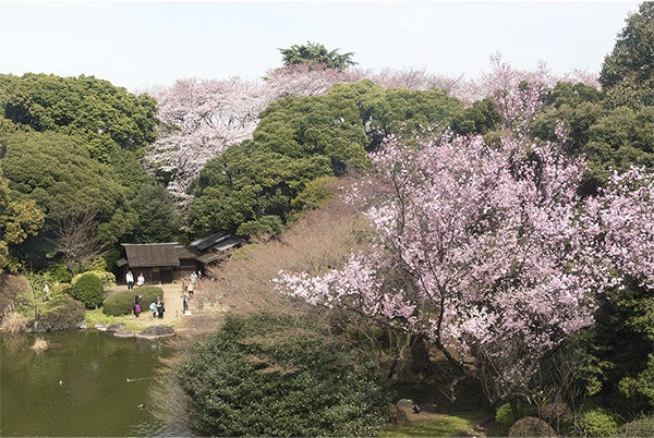 庭園を散策しながらお花見を楽しんでいただけます