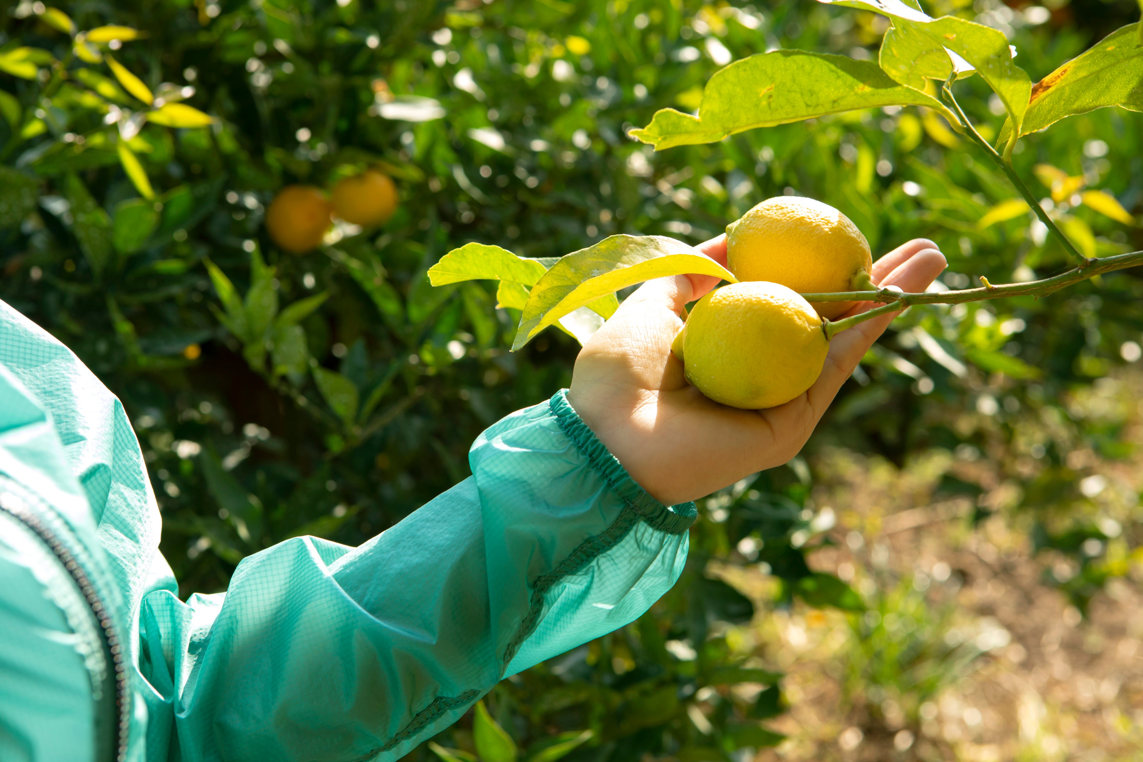 Photo by Akira Yamada