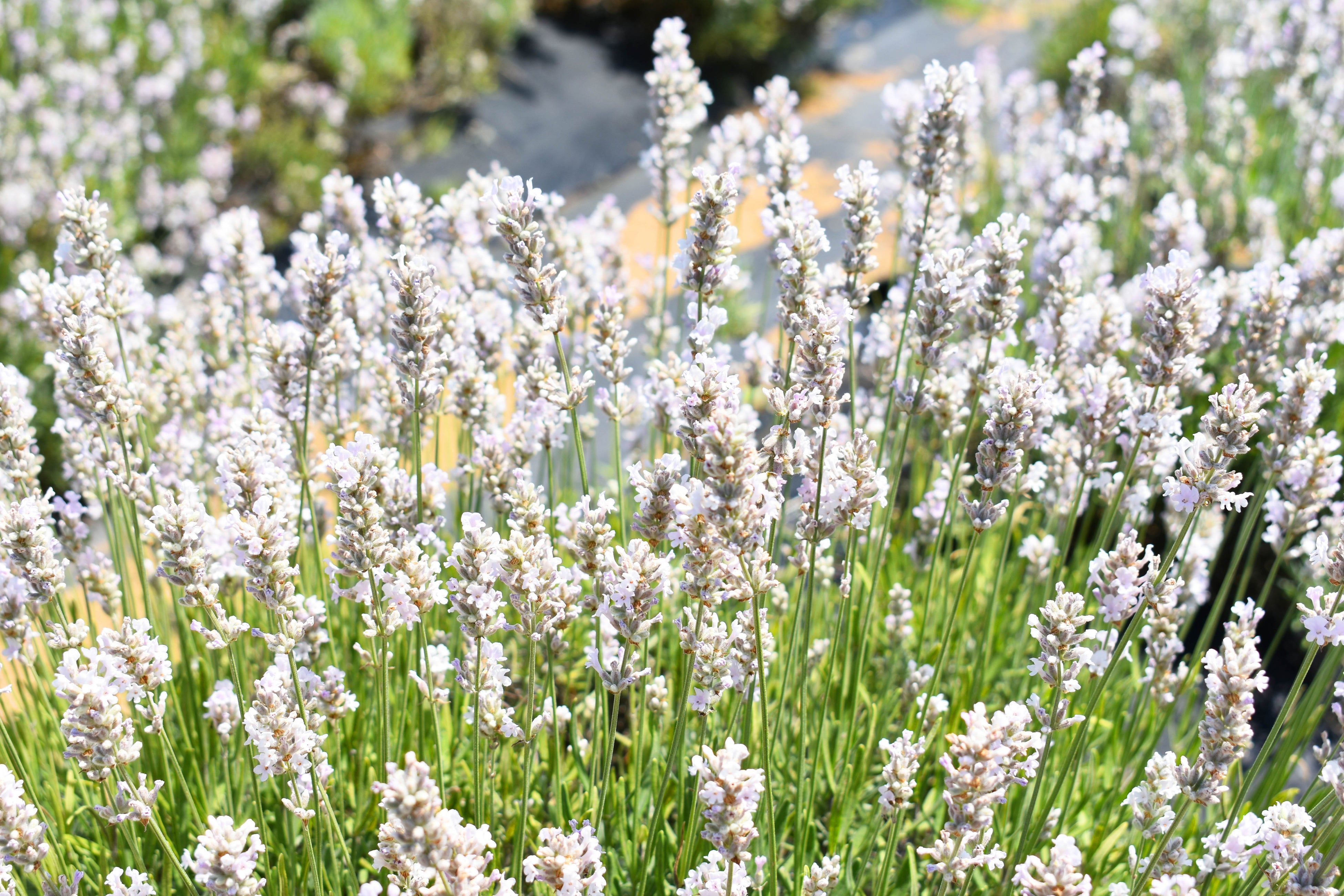 秋田県美郷町のホワイトラベンダー