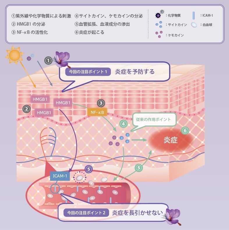 HMGB1とICAM-1による炎症発生メカニズムとリサフラン-DC®の作用ポイント