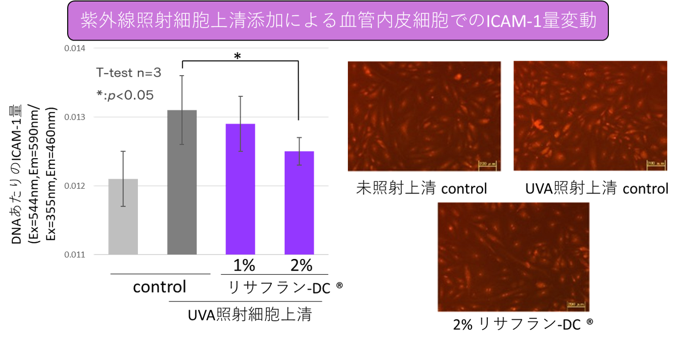国産サフラン花エキス リサフラン-DC® のICAM-1の合成抑制効果