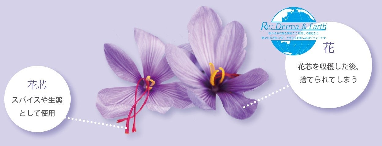 未利用資源 国産サフランの花