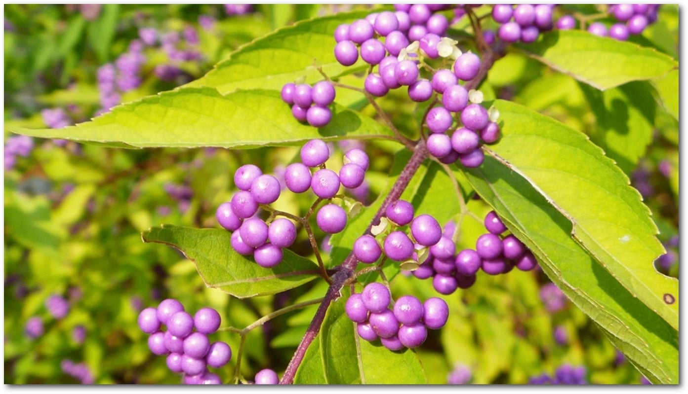 ムラサキシキブの果実