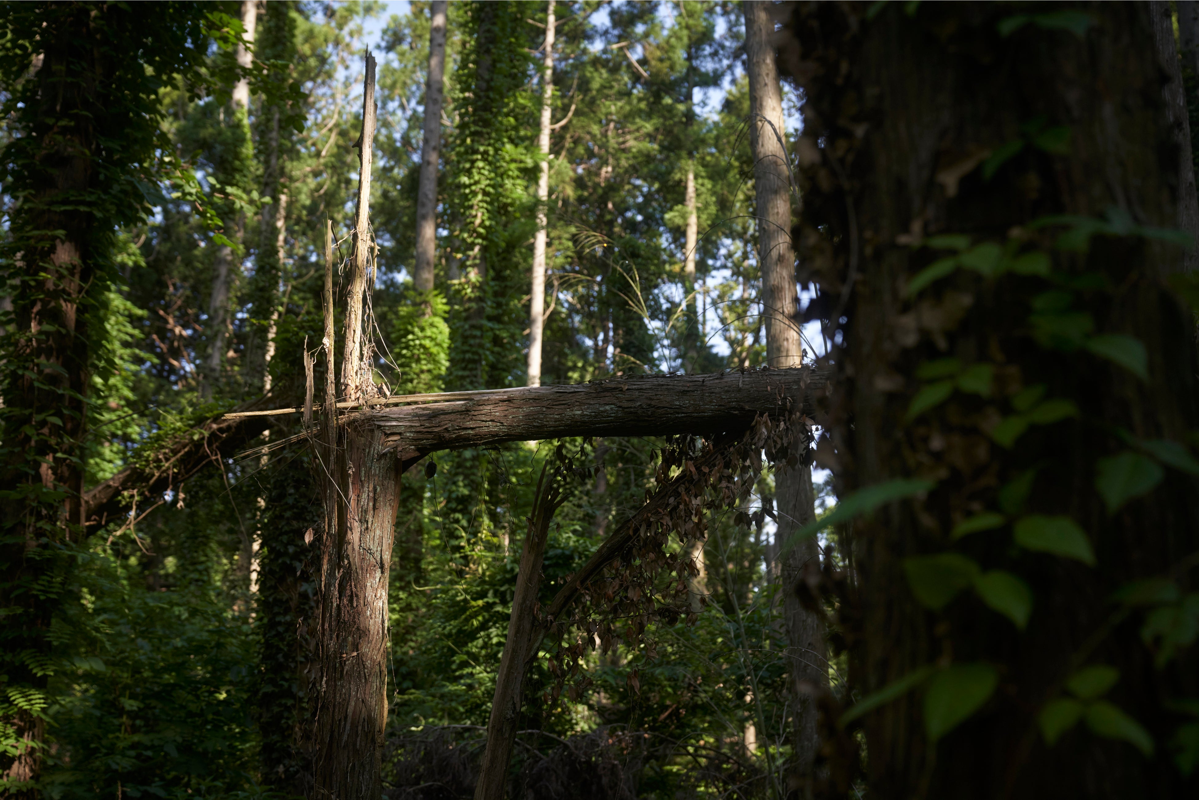 至る所で見られる風倒木被害