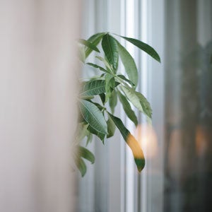 葉が落ちても春になると、新しい芽を次々と出すパキラ