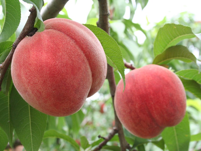 大好評！もも狩り体験