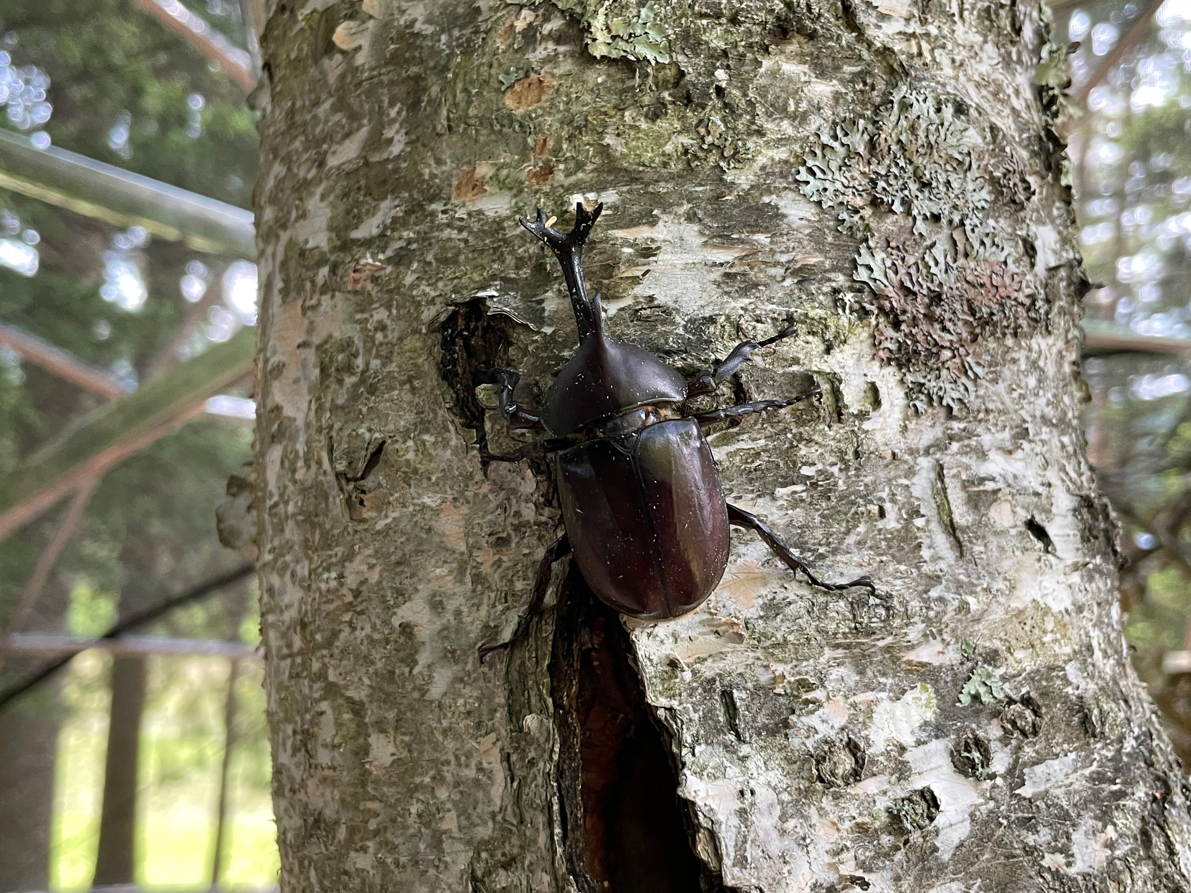 カブトムシゾーン誕生！