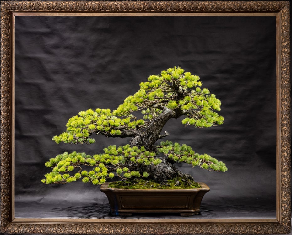 愛媛から盆栽の魅力を世界に発信!赤石五葉松盆栽をNFTとして商品化し 愛媛から盆栽の魅力を世界に発信!赤石五葉松盆栽をNFTとして商品化し