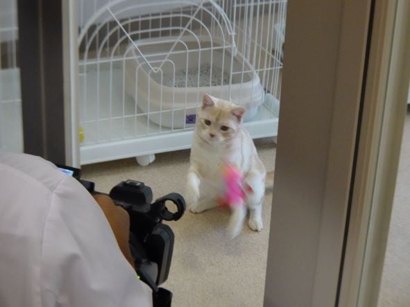 オンライン譲渡会の撮影風景（猫）