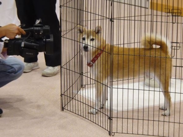 オンライン譲渡会の撮影風景（犬）