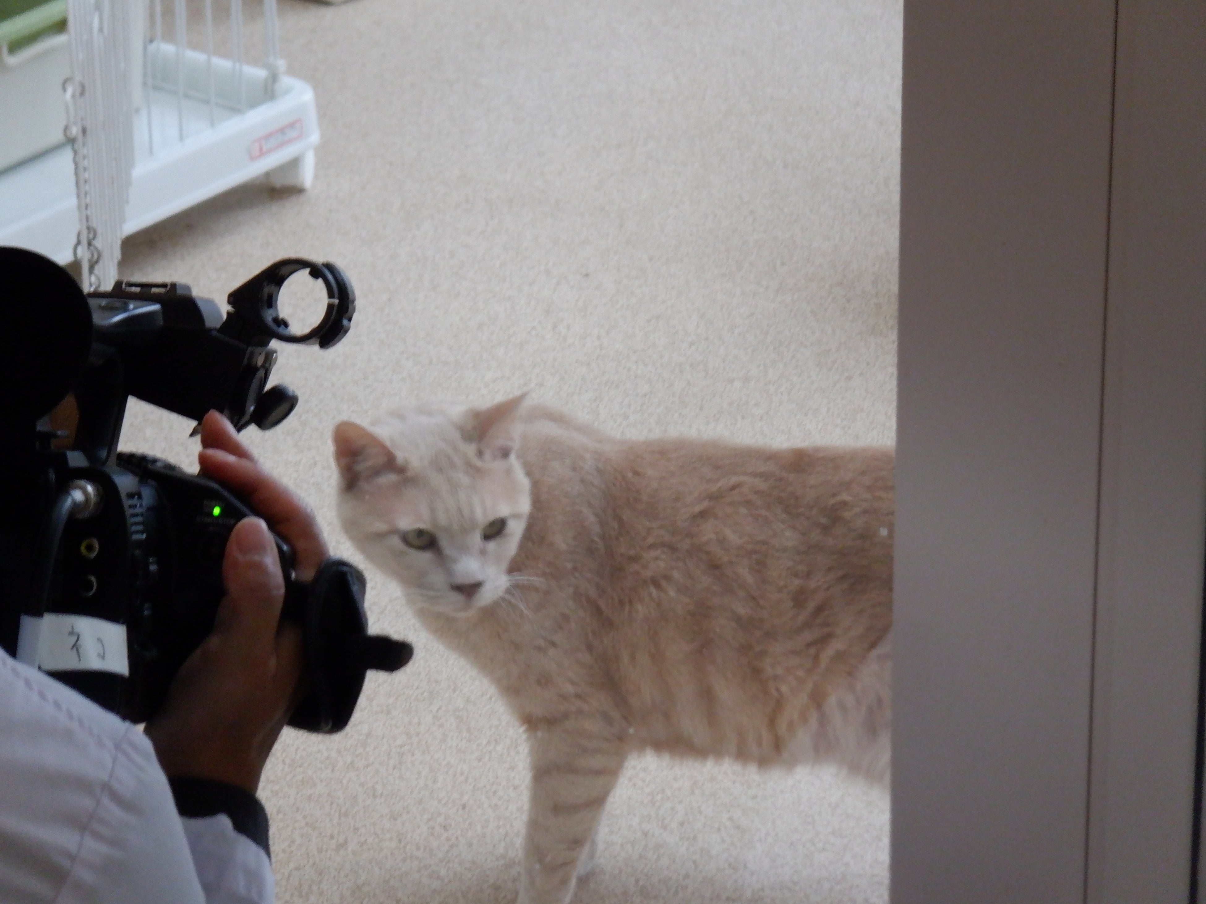 オンライン譲渡会の撮影風景（猫）
